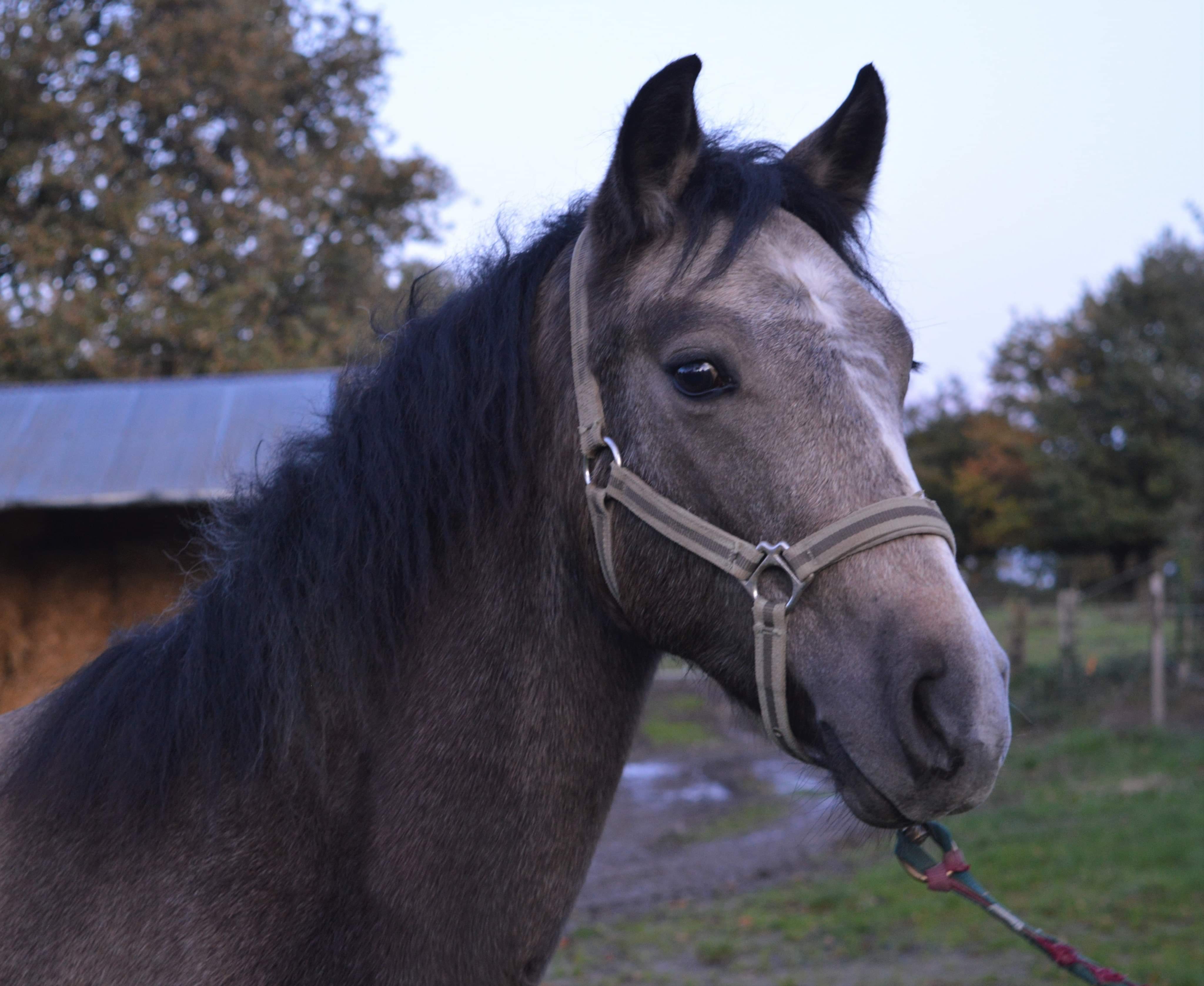 Image de l'annonce Mâle Connemara de 2 ans robe isabelle