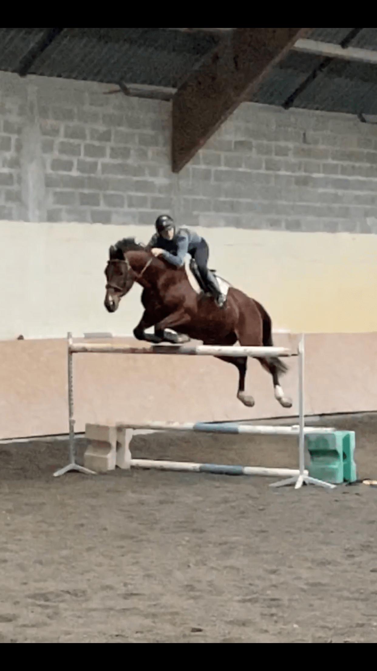 Image de l'annonce recherche cheval à confier ou à valoriser