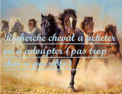 Image de l'annonce Recherche double poney, petit cheval ou grand poney