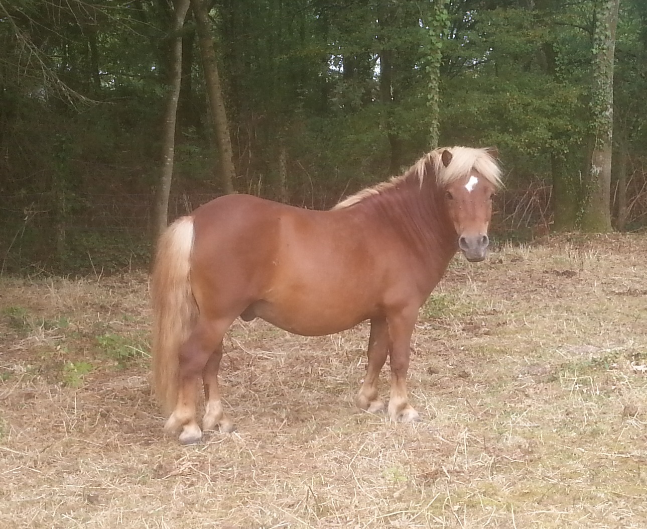 Image de l'annonce Shetland PP Entier