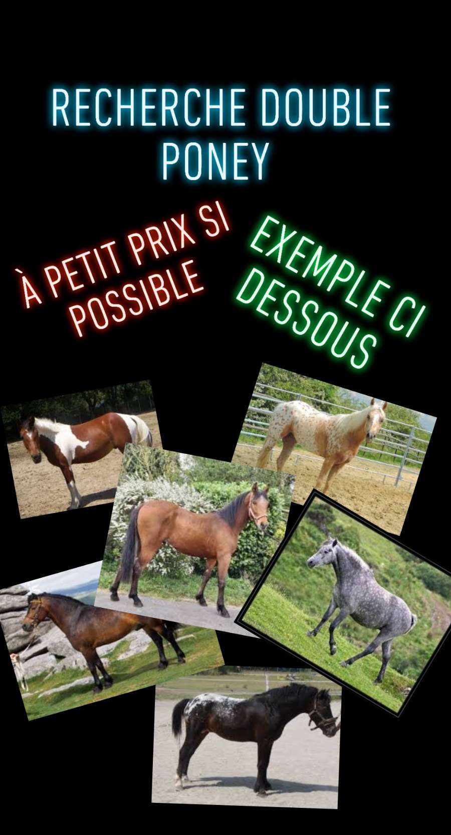 Image de l'annonce Recherche double poney, petit cheval ou grand poney