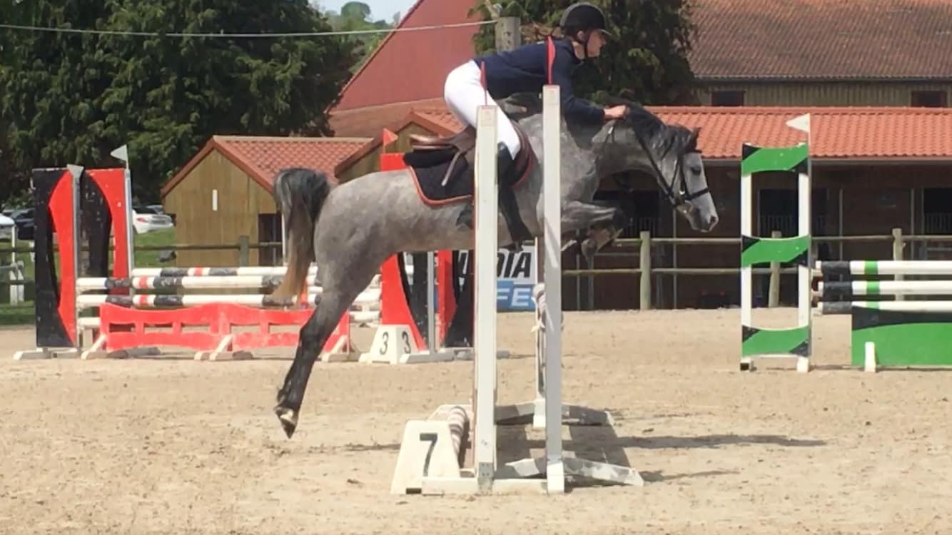Image de l'annonce top welsh pony