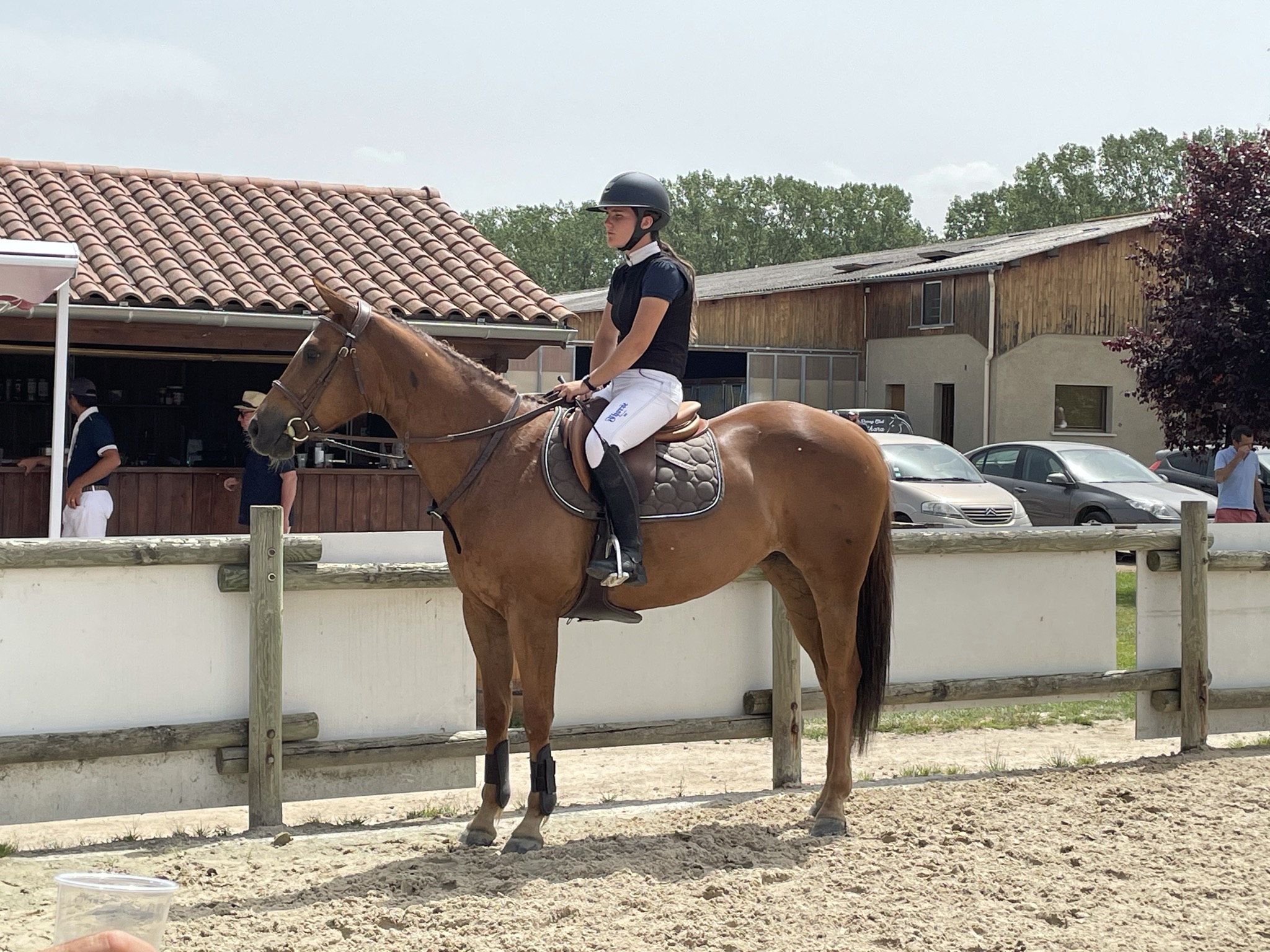 Image de l'annonce À vendre jument de sport PP Appaloosa pour CSO