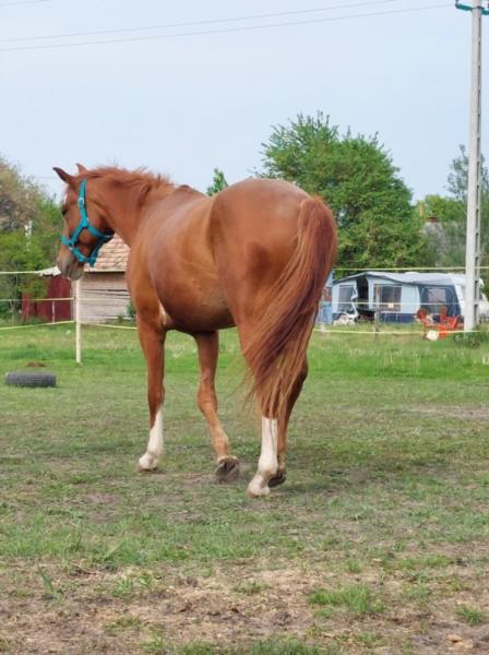 Image de l'annonce Vente d'un Quarter horse