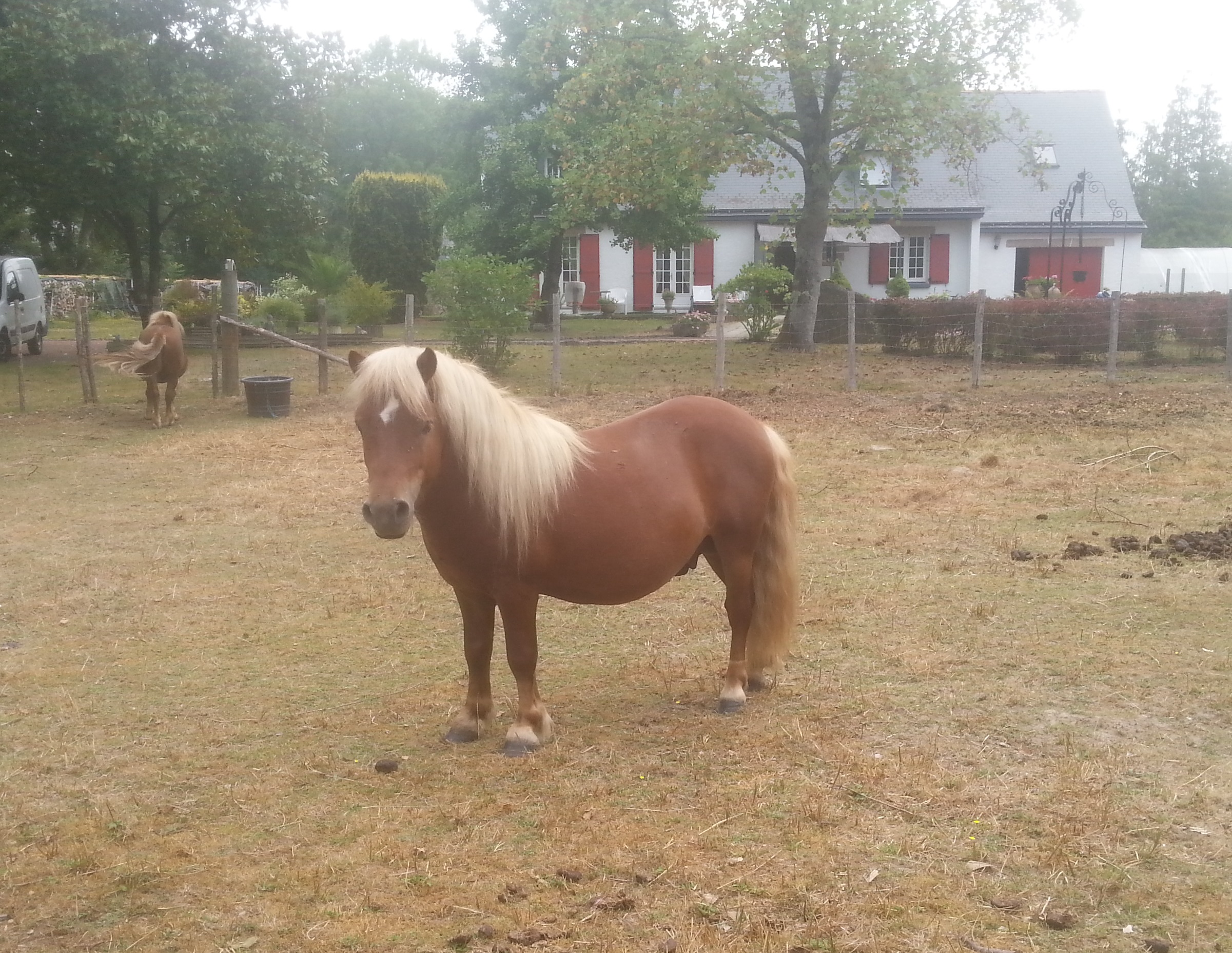 Image de l'annonce Shetland PP Entier