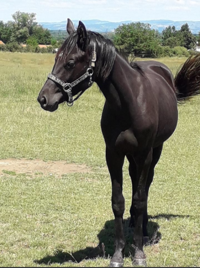 Image de l'annonce joli male entier de 1 ans de SANDRO BOY (Oldenburger CSO)