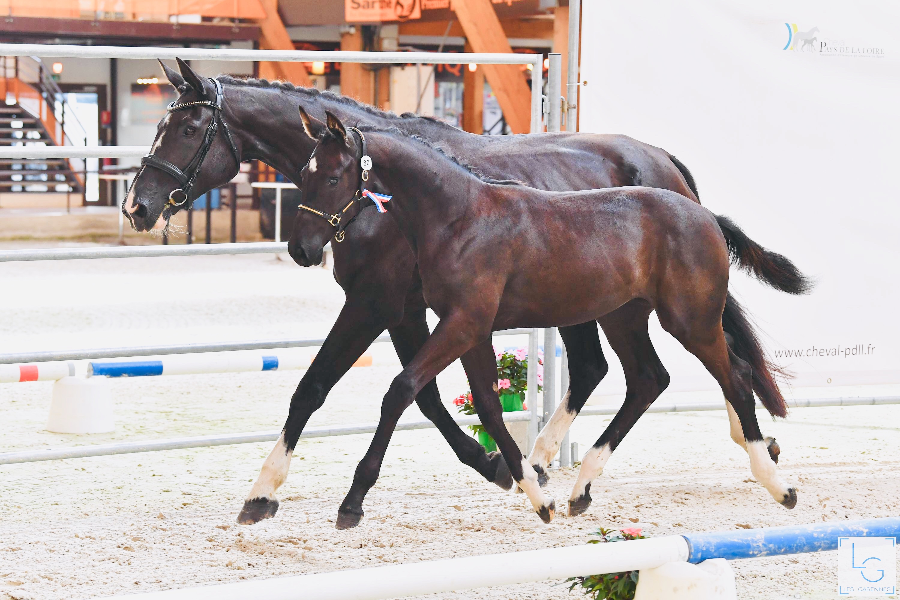 Image de l'annonce Pouliche dressage gros potentiel