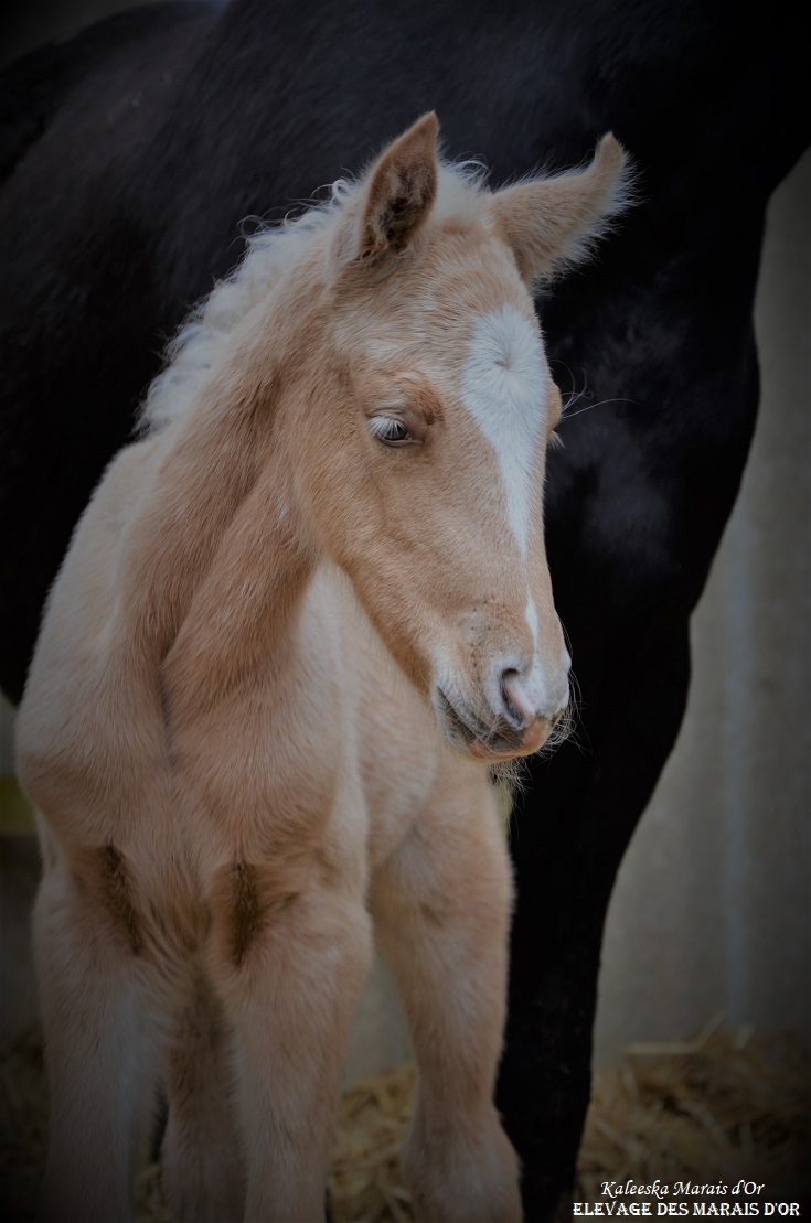 Image de l'annonce KALEESKA - Superbe pouliche AES palomino
