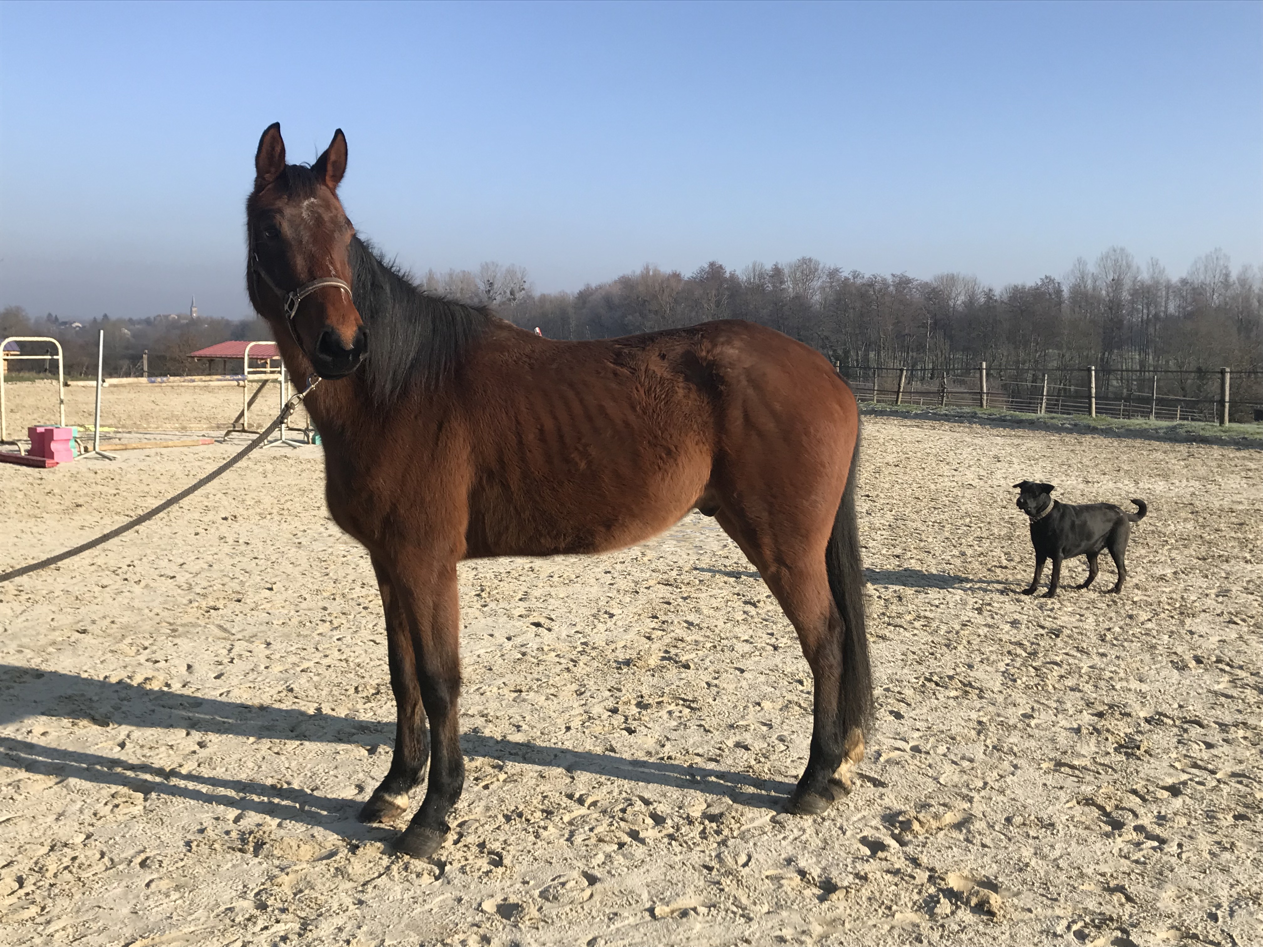 Image de l'annonce Compagnie /loisir cheval 6ans
