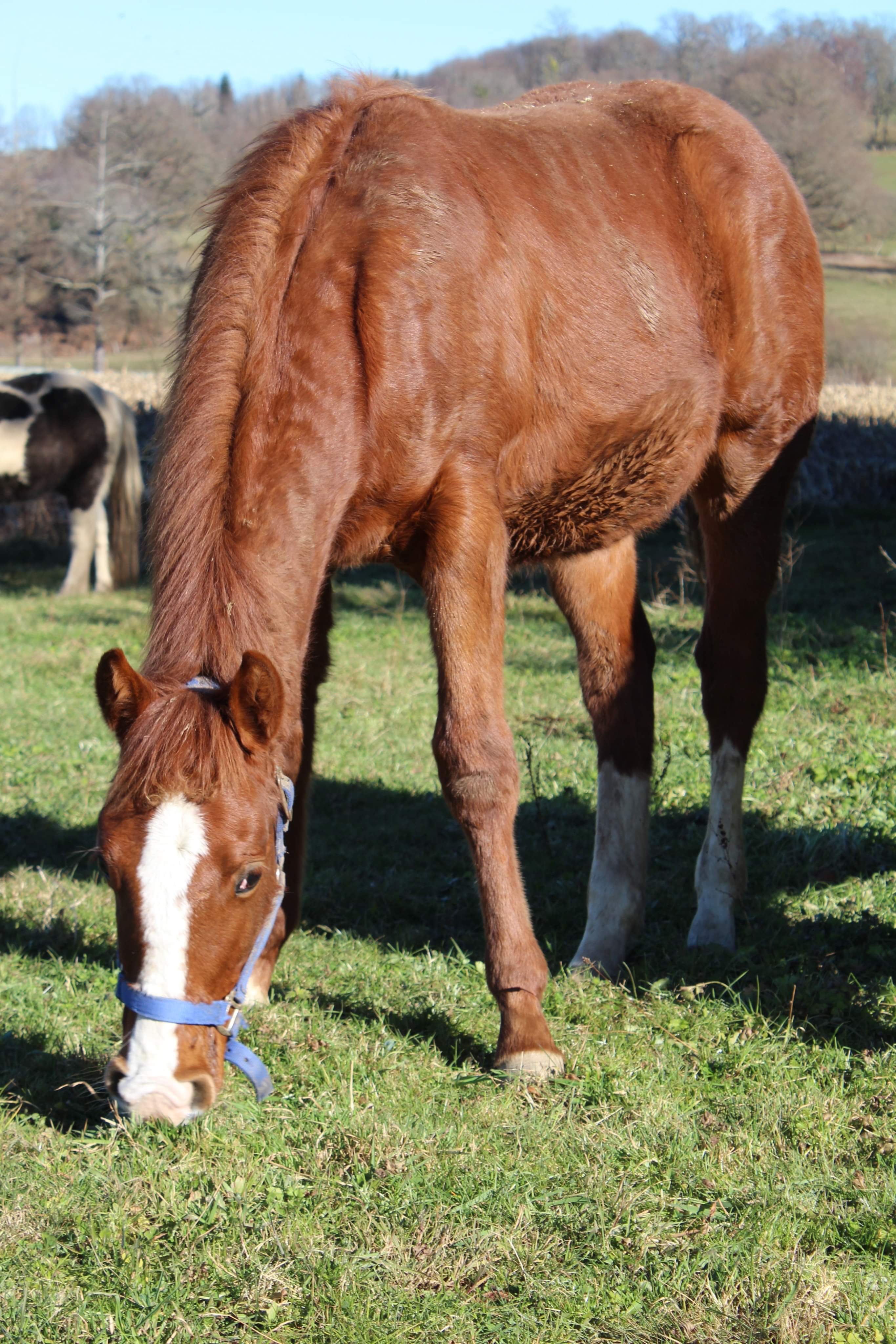 Image de l'annonce Poulain Paint horse lignée reining
