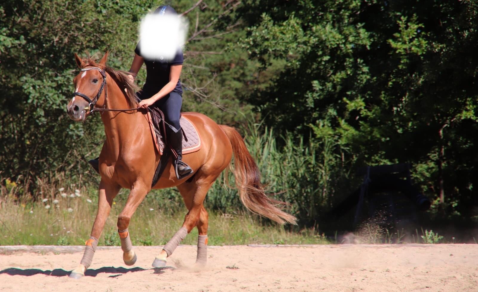 Image de l'annonce Cheval 3 ans monté