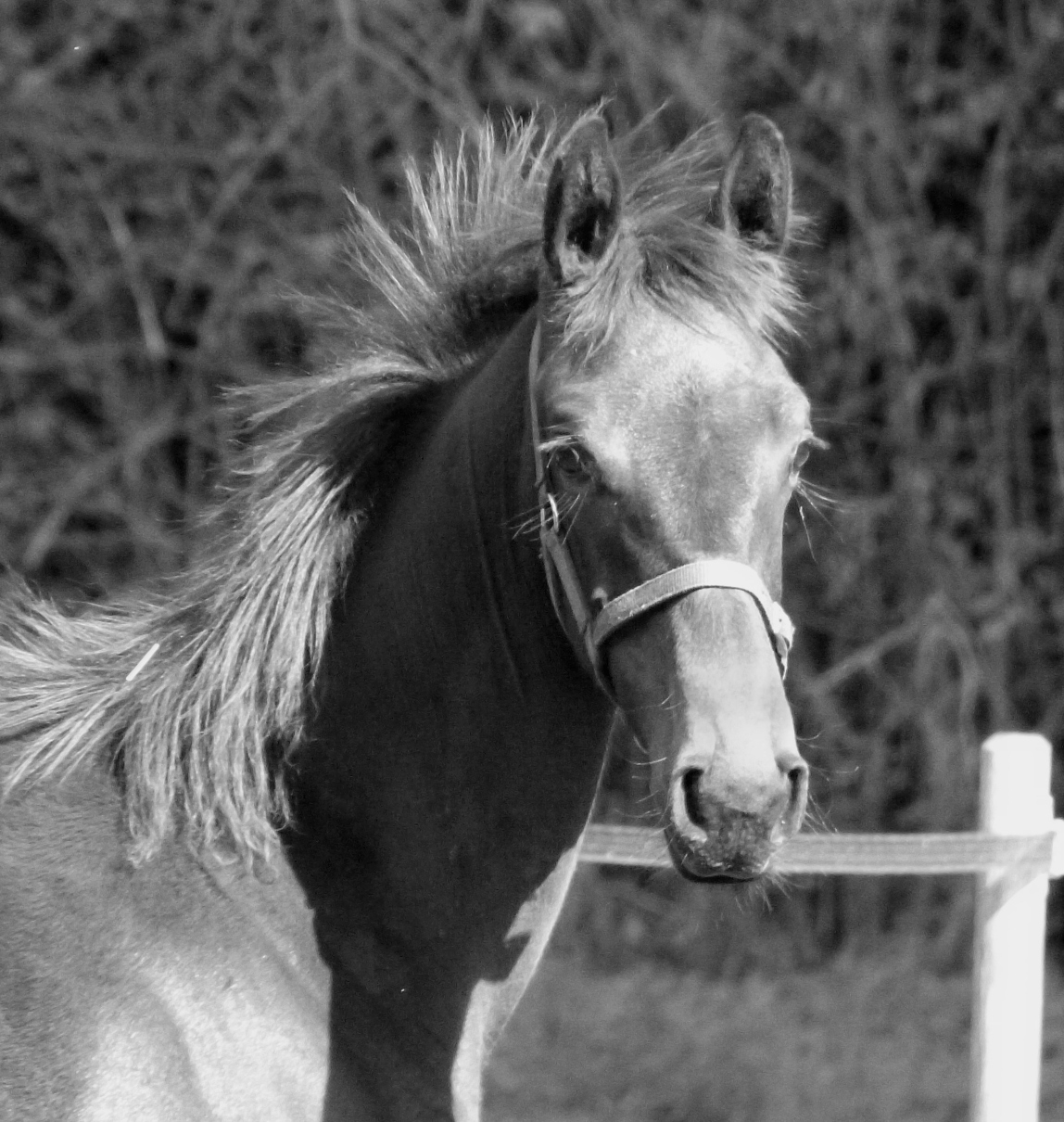 Image de l'annonce Poulain SF par Propriano de l'Ebat CCI4* et la soeur du crack ROMANTIC LOVE CCI5* !