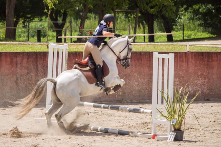 Image de l'annonce Cheval PP PSL