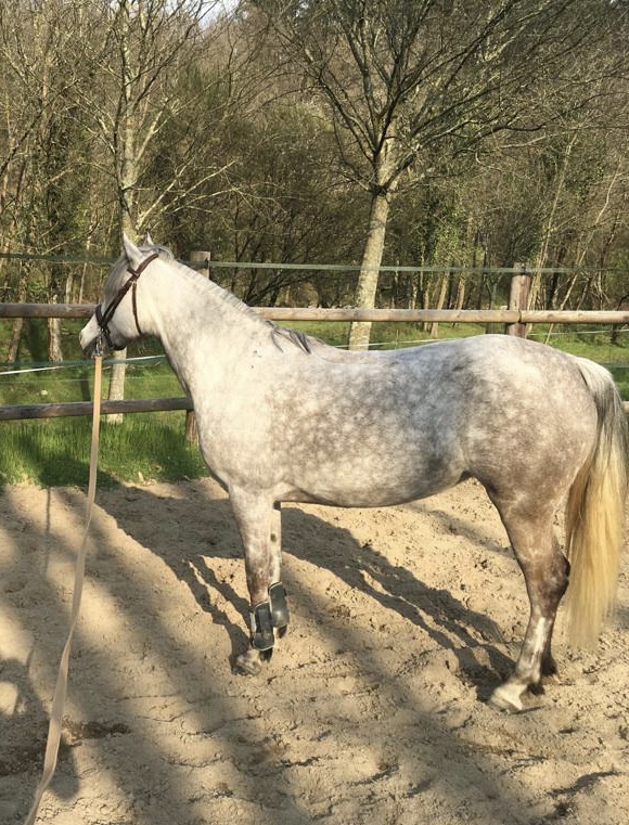Image de l'annonce top ponette de concours
