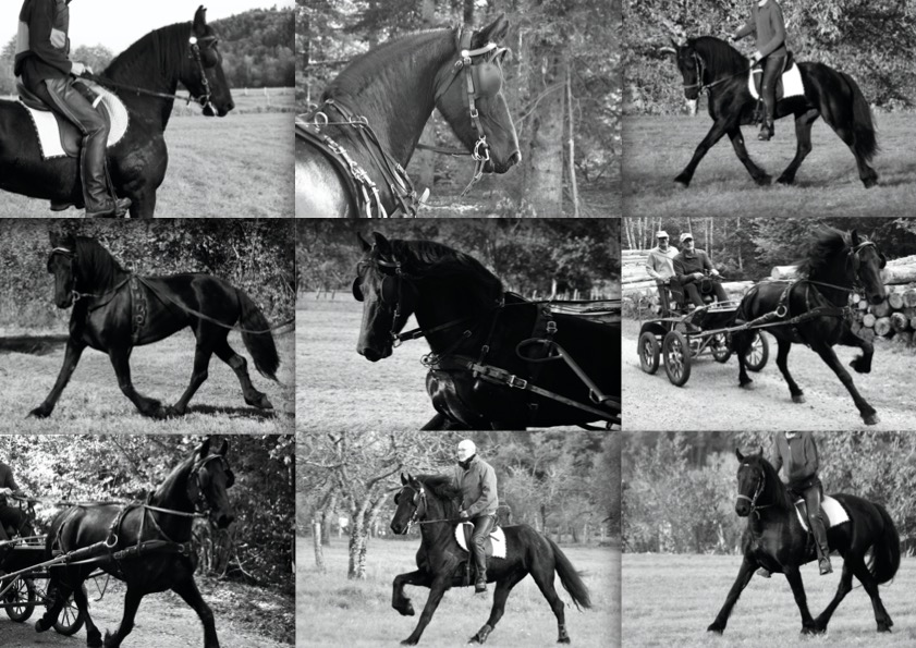 Image de l'annonce Spectaculaire jument noire attelée et montée, cheval arabo-frison PP idéal pour dressage attelage élevage spectacle