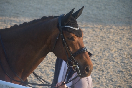 Image de l'annonce cheval de dressage prêt Amateur 1