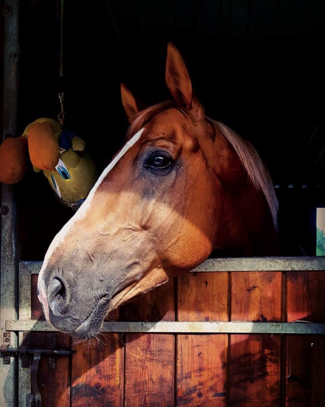 Image de l'annonce Cheval de sport allemand 11 ans