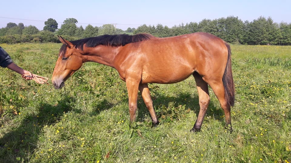 Image de l'annonce Pouliche de 2ans SFO par Maloubet de Pleville