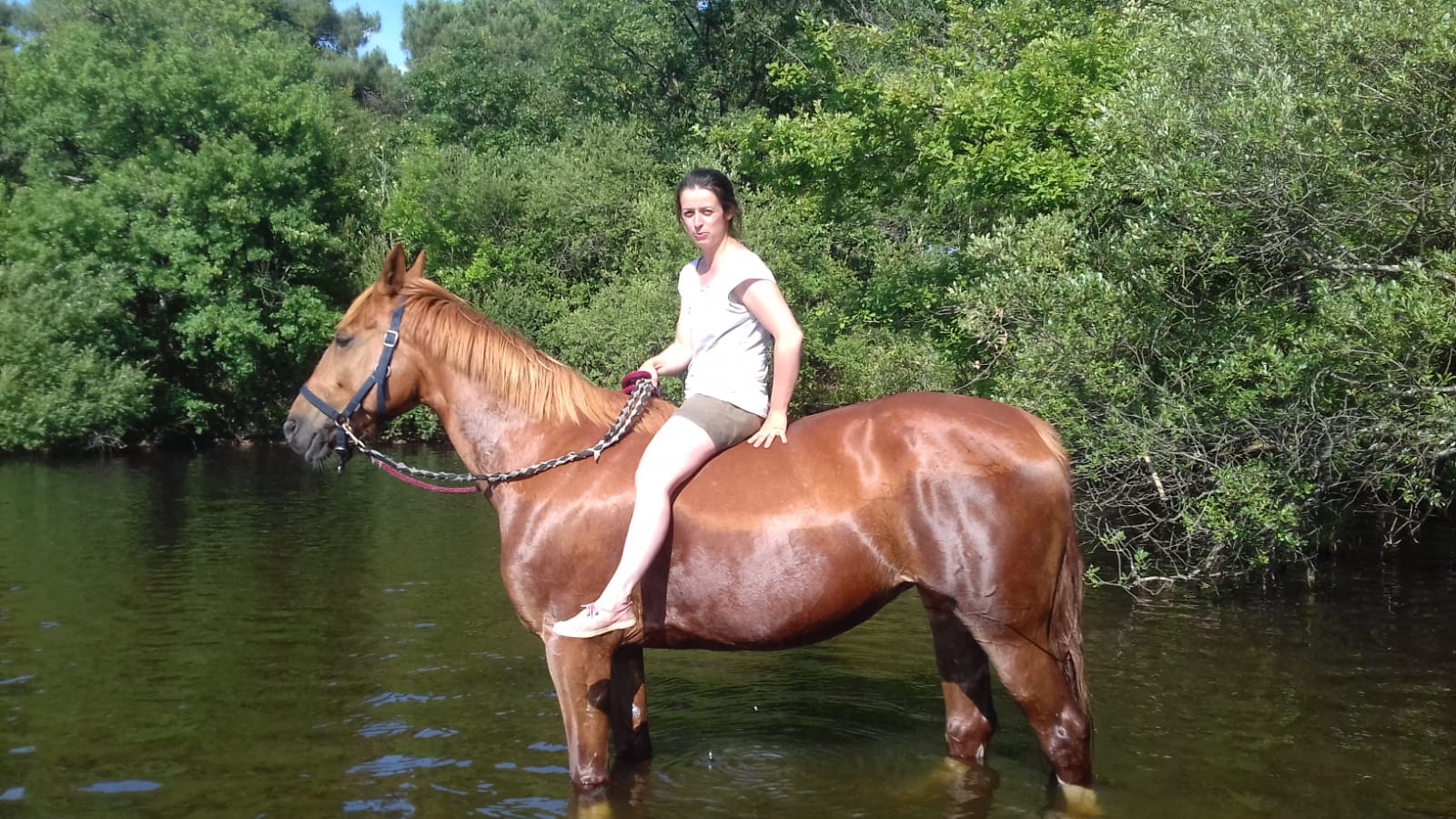 Image de l'annonce Cheval à confier