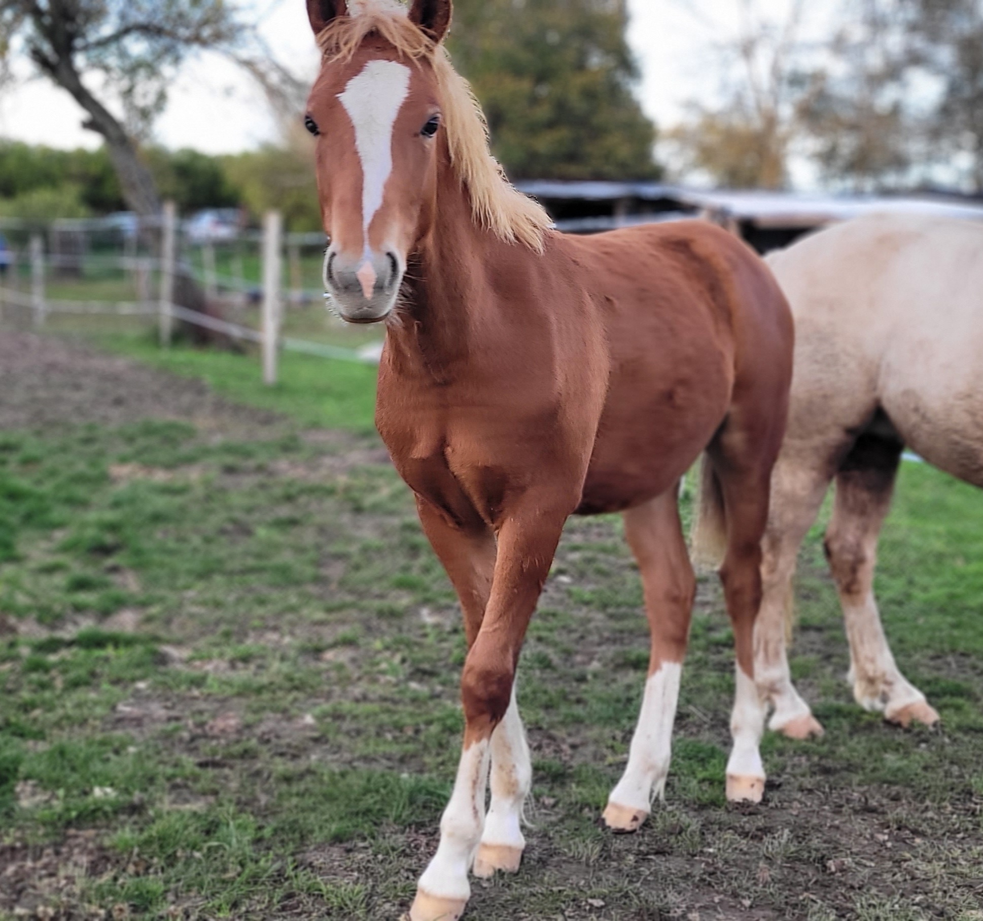Image de l'annonce Poulain welsh part bred toise adulte D