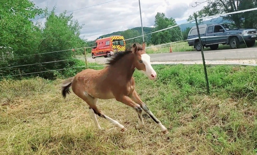 Image de l'annonce Poulain de couleur (TINKA'S BOY x QUIDAM x GARNEMENT x HURRICANE)
