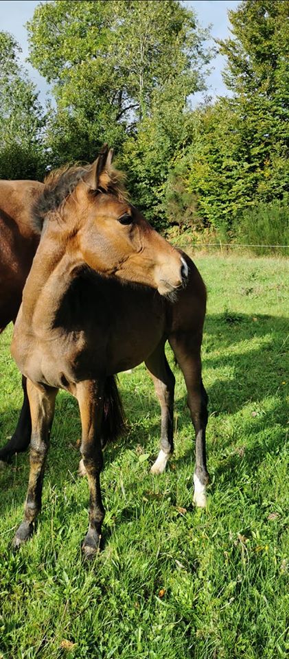 Image de l'annonce pouliche 6 mois croisement poney cheval