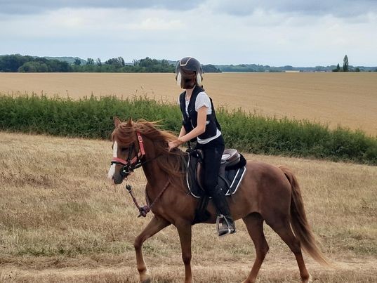 Image de l'annonce Ponette Welsh section B