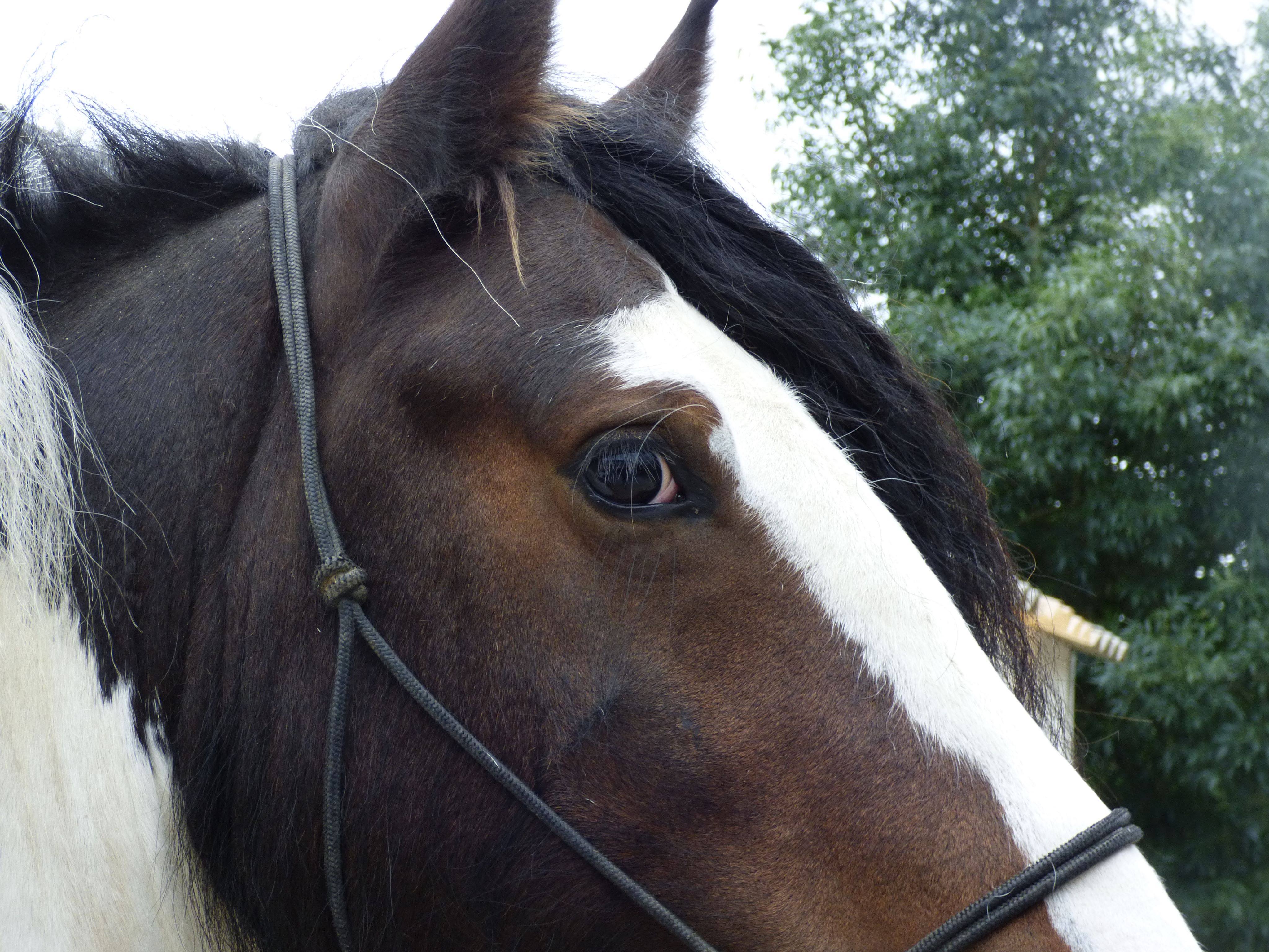 Image de l'annonce Vente étalon Elite Irish Cob