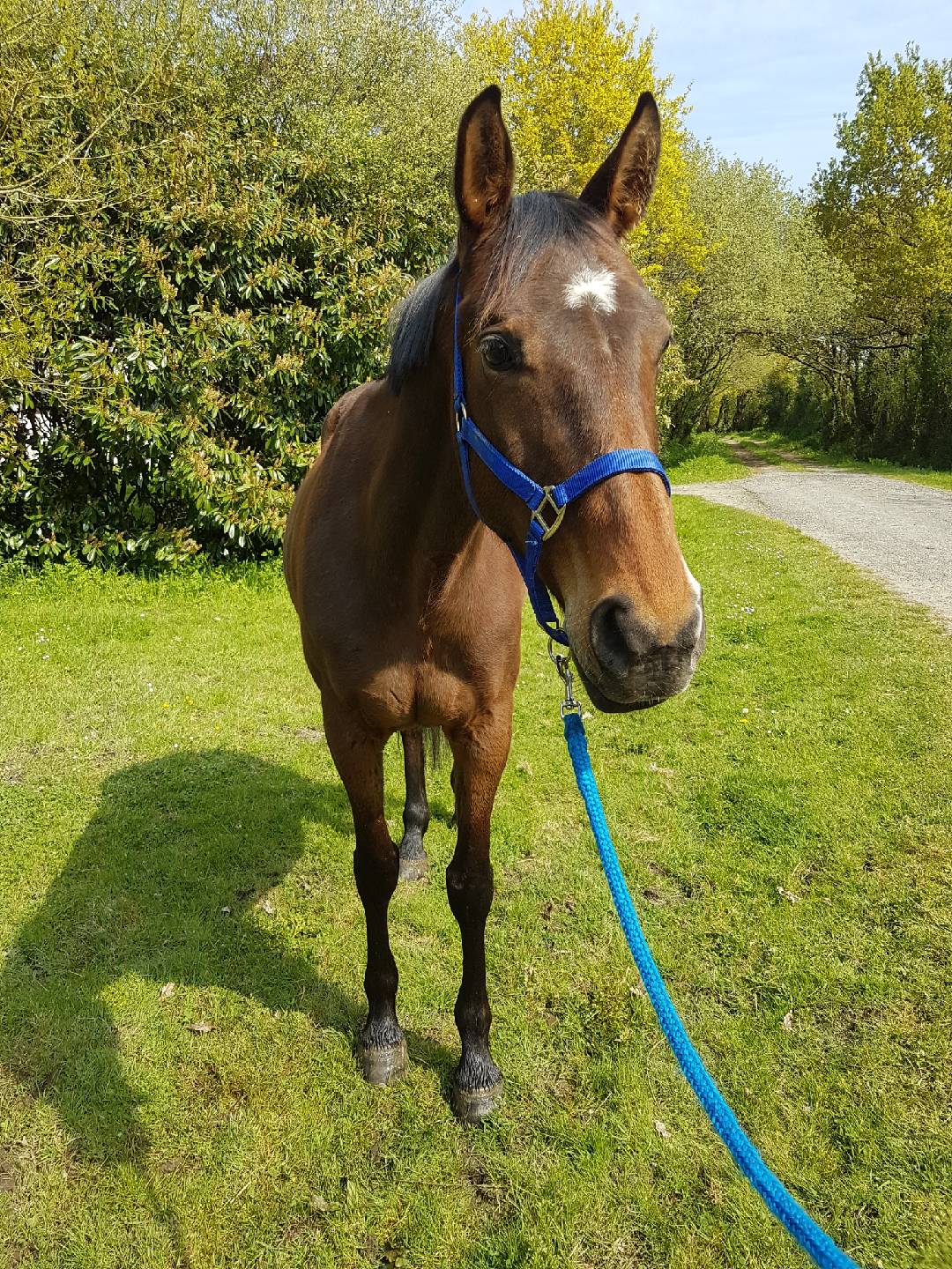 Image de l'annonce Cheval de sport jument sf de 7ans 166cm