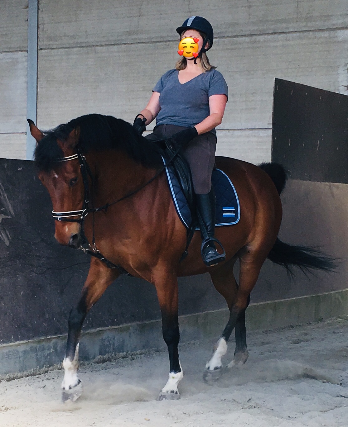 Image de l'annonce Cheval hongre SF 11 ans