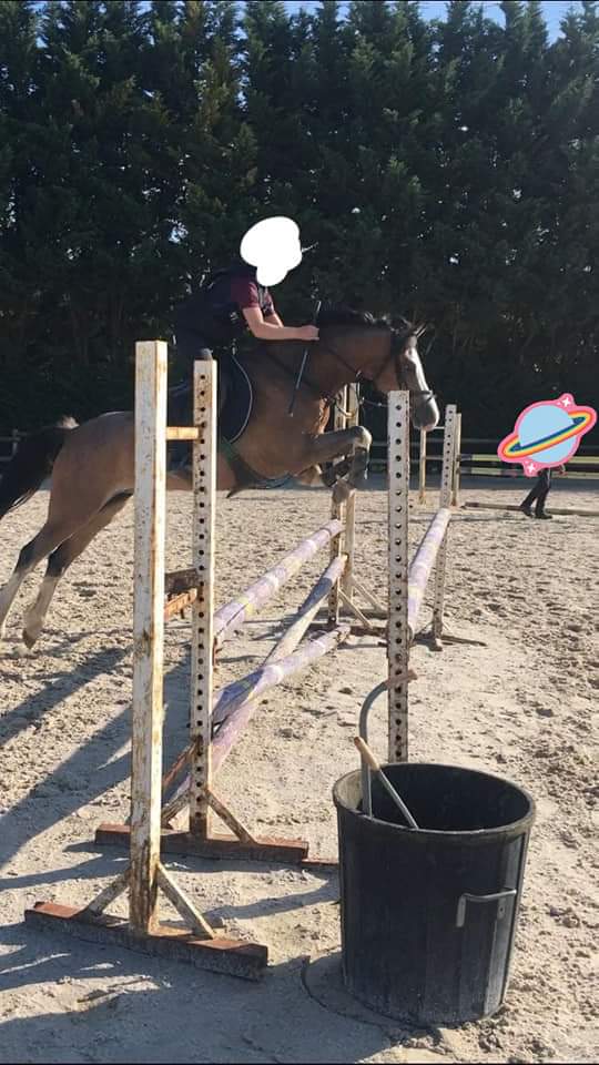 Image de l'annonce A VENDRE TOP PONEY WELSH 7 ANS