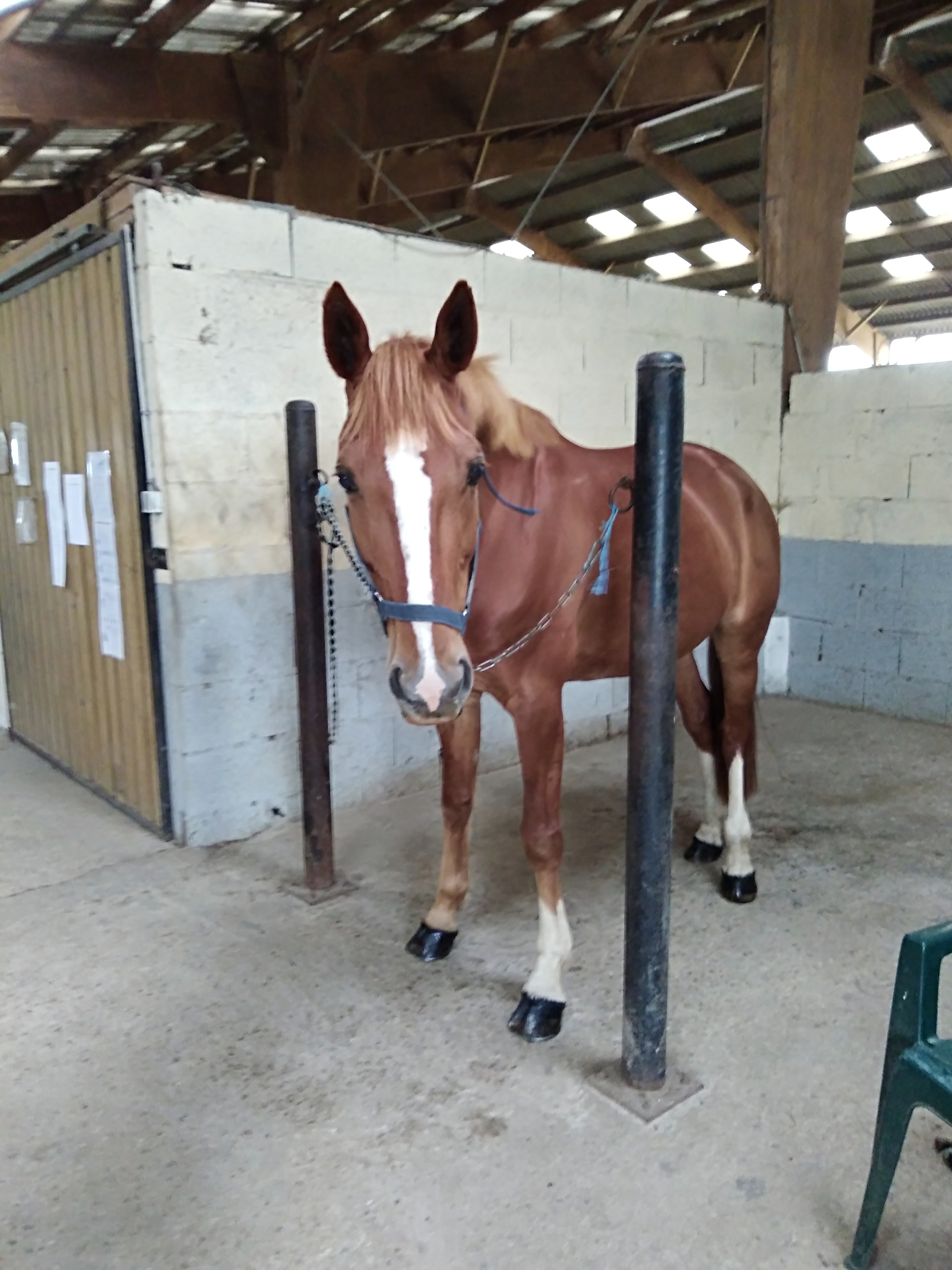Image de l'annonce Cheval à confier