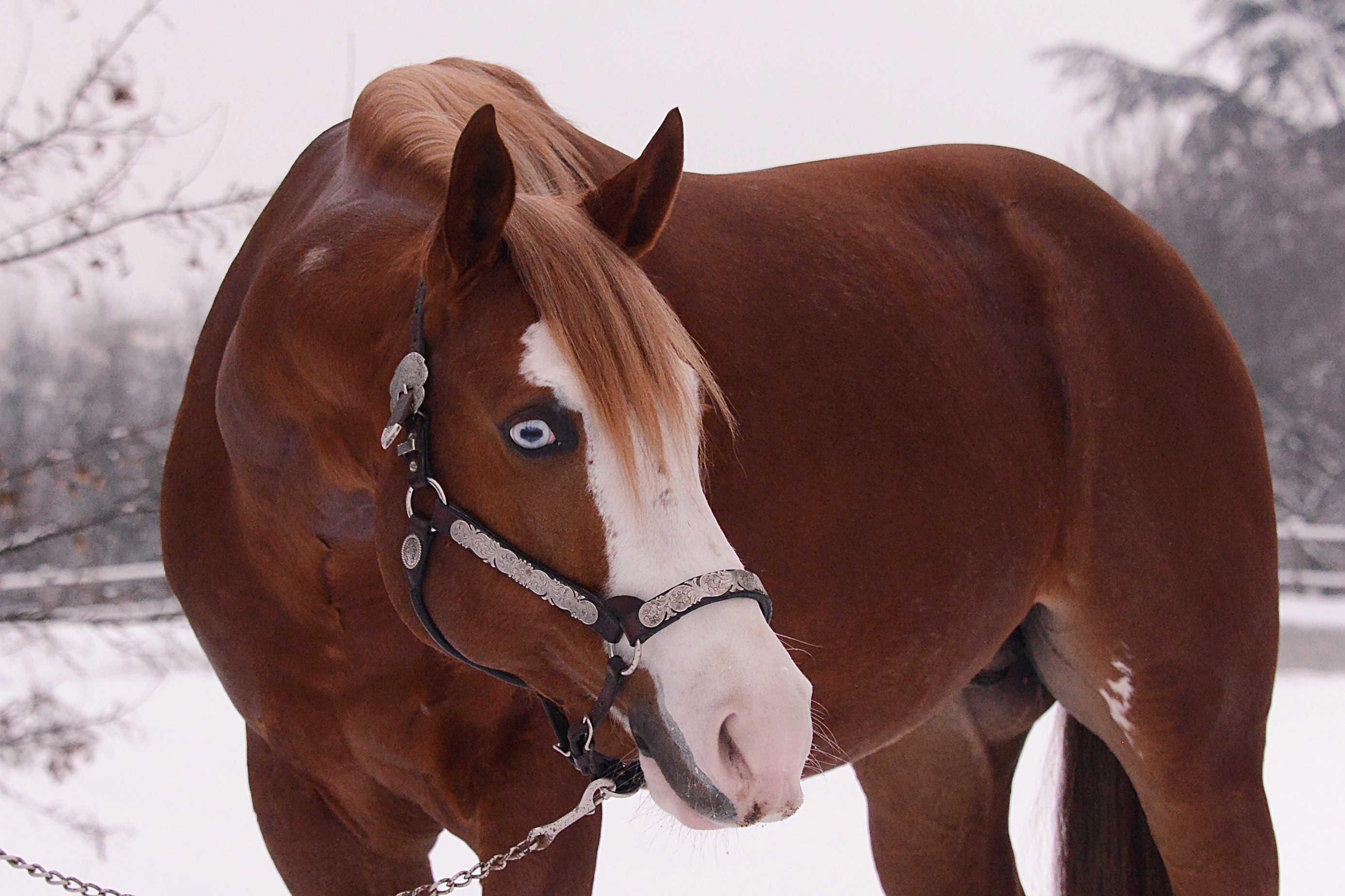 Image de l'annonce Etalon Paint Horse/reining, 1m53, AA,ee,SW1/n, 5 ans, disponible en Mayenne