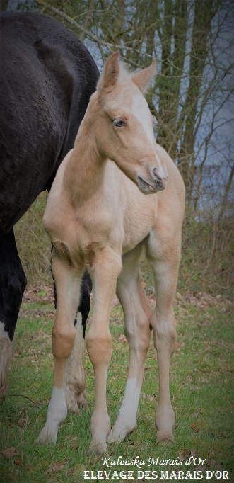 Image de l'annonce KALEESKA - Superbe pouliche AES palomino