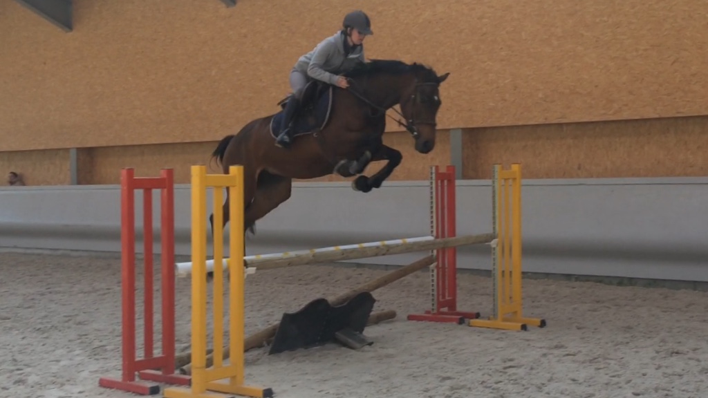 Image de l'annonce Cheval de compétition