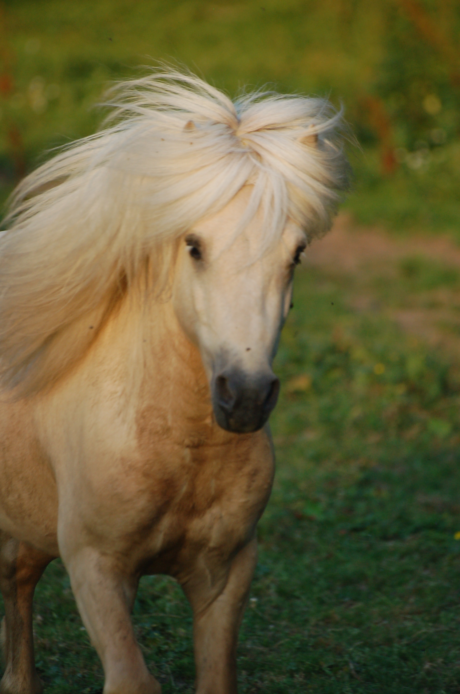 Image de l'annonce Etalon Shetland palomino