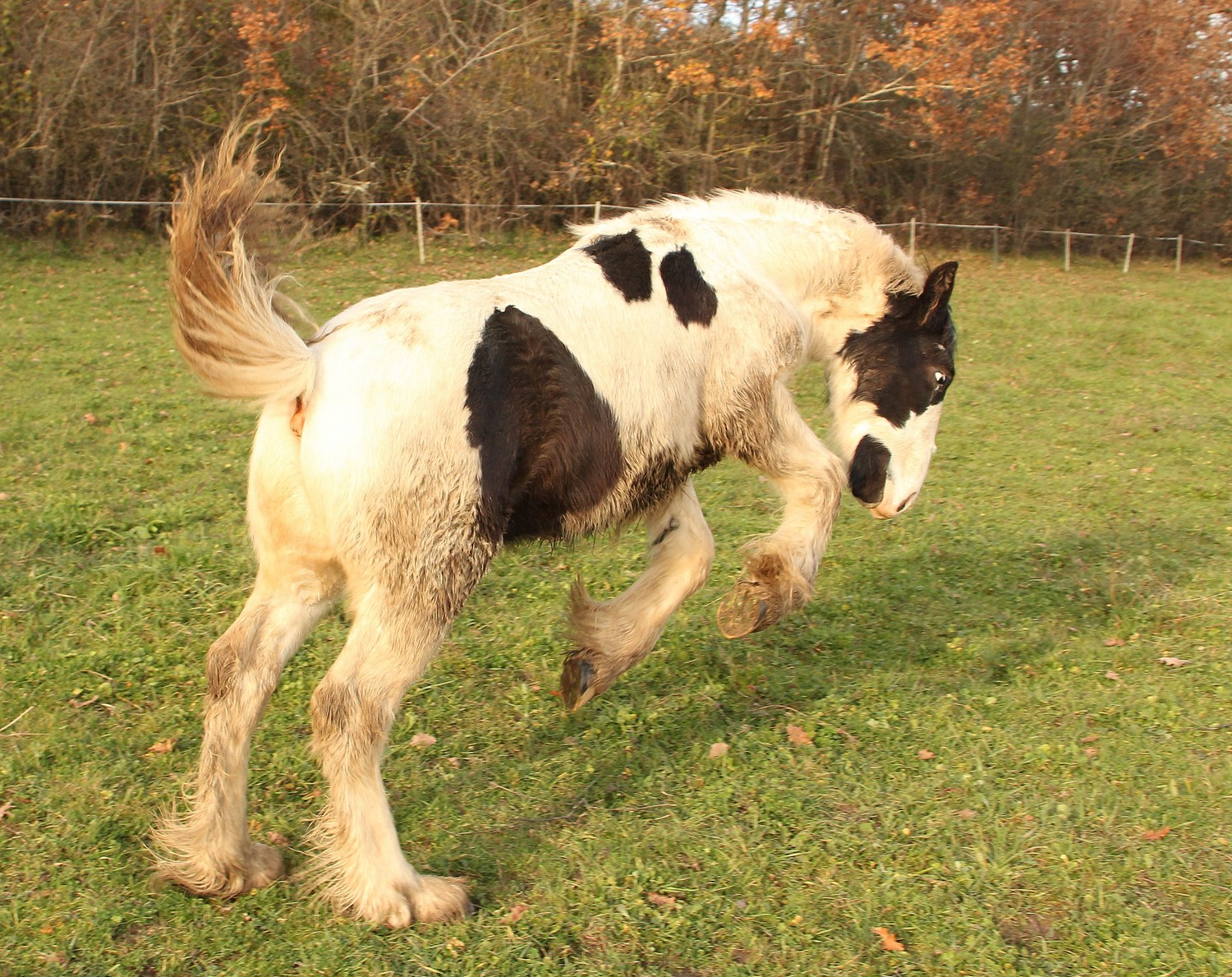 Image de l'annonce Poulain Irish Cob Pleins Papiers