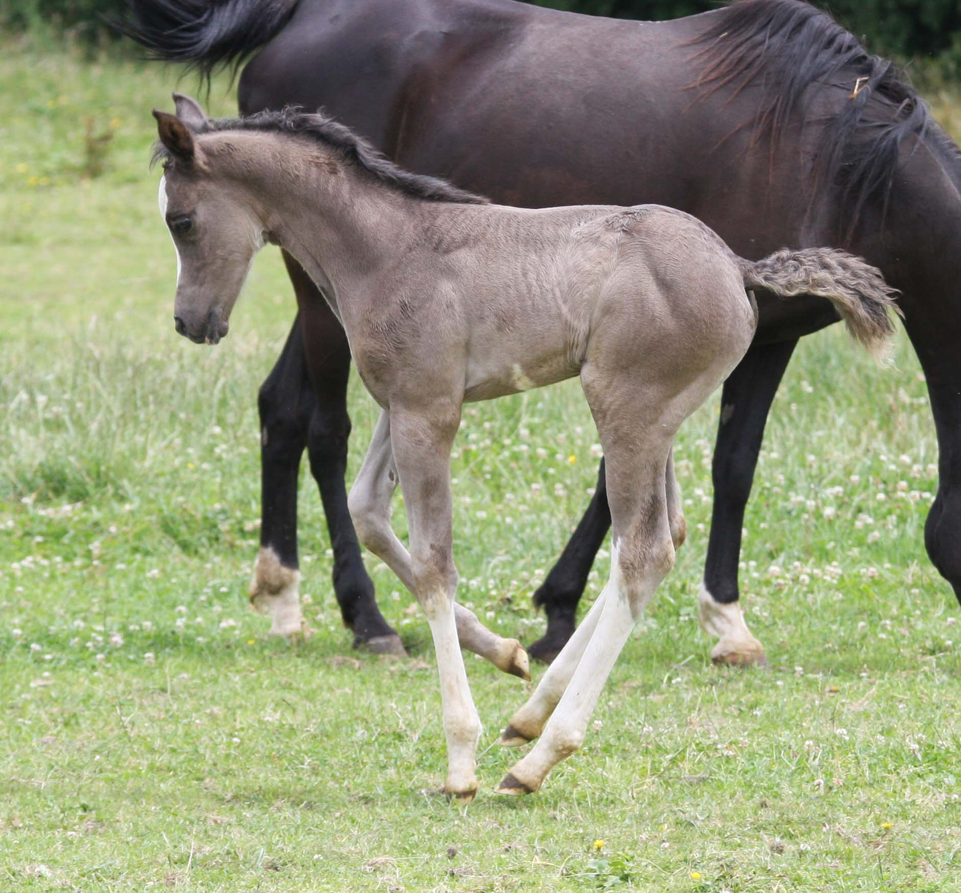 Image de l'annonce Rare splendide pour PS Arabe noir DW 19