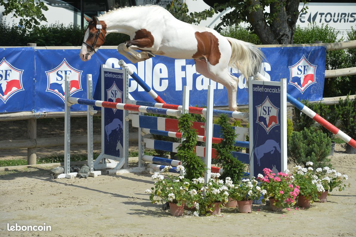 Image de l'annonce Fantastique poulain pie sport / elevage