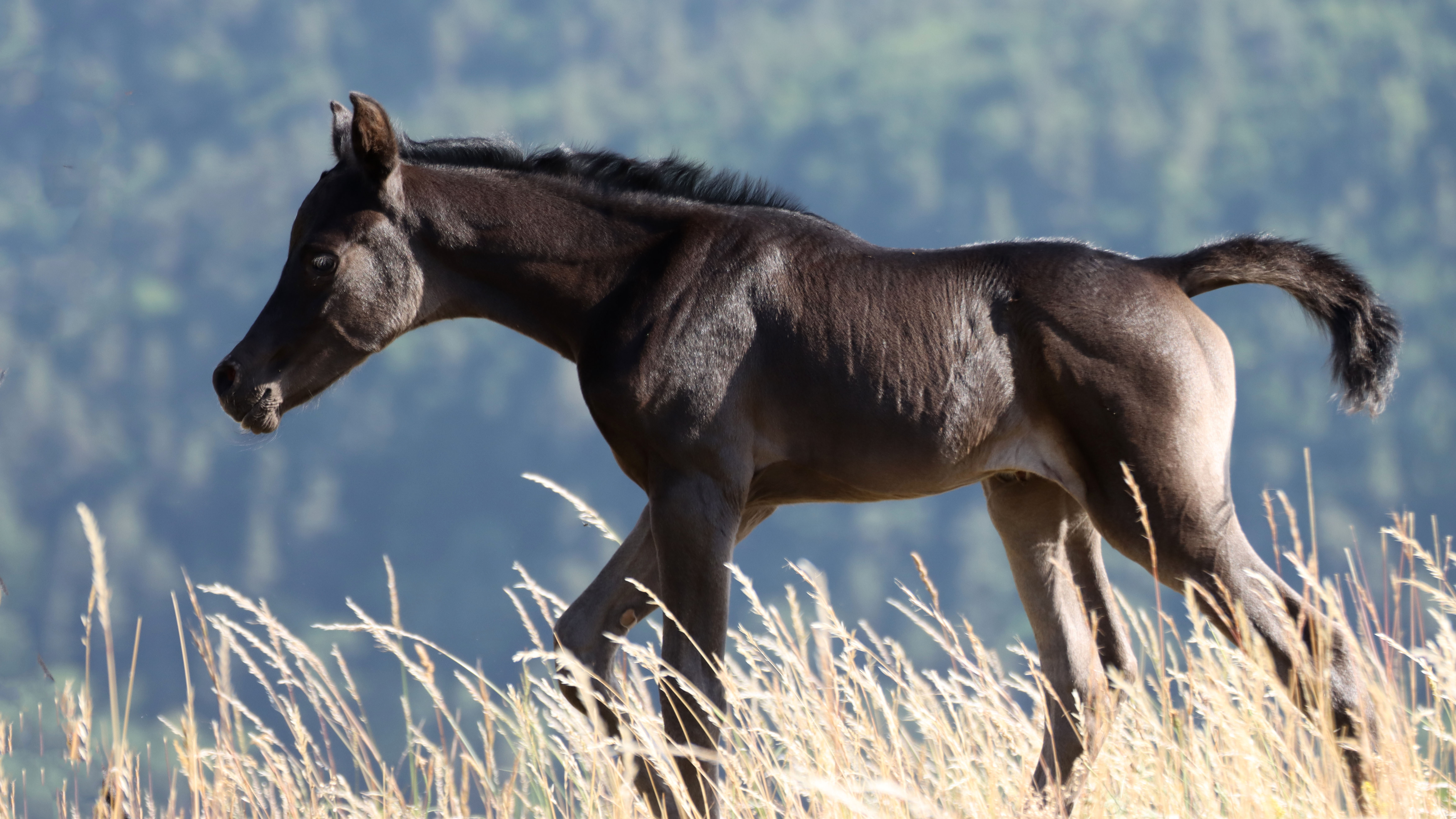 Image de l'annonce Pouliche pur sang arabe noir, haute qualité