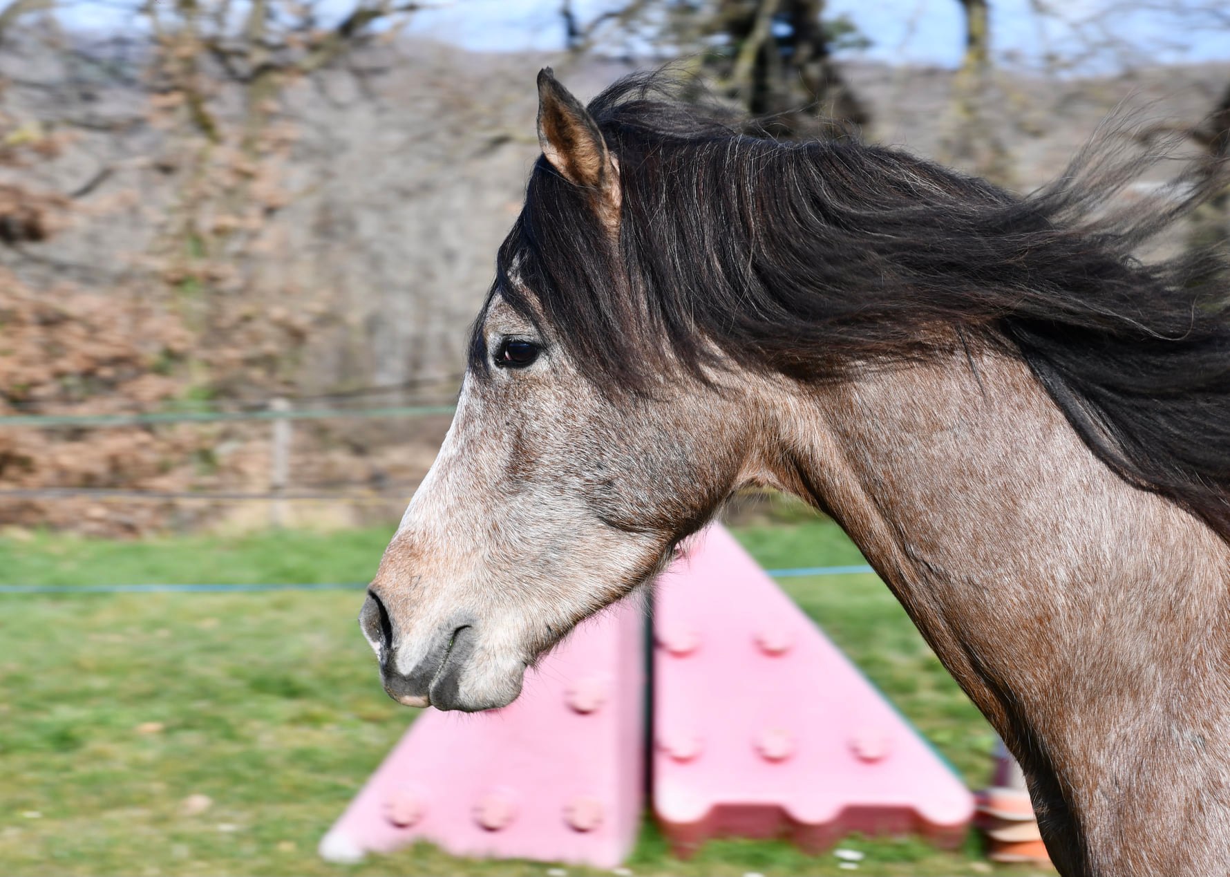 Image de l'annonce Très joli cheval pur sang arabe de 4 ans