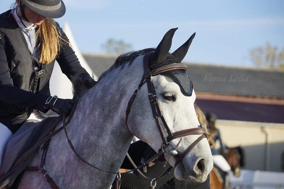 Image de l'annonce Magnifique poney de 7 ans , gagnant TDA