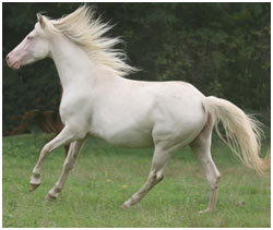 Image de l'annonce jument de race et de robe crème, suitée, montée, 1m55