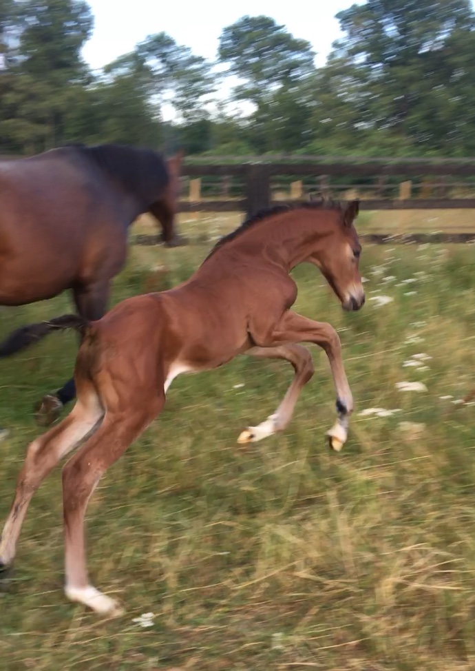 Image de l'annonce Poulain par Diamant de Semilly / Cornet Obolensky / Contender / Corrado