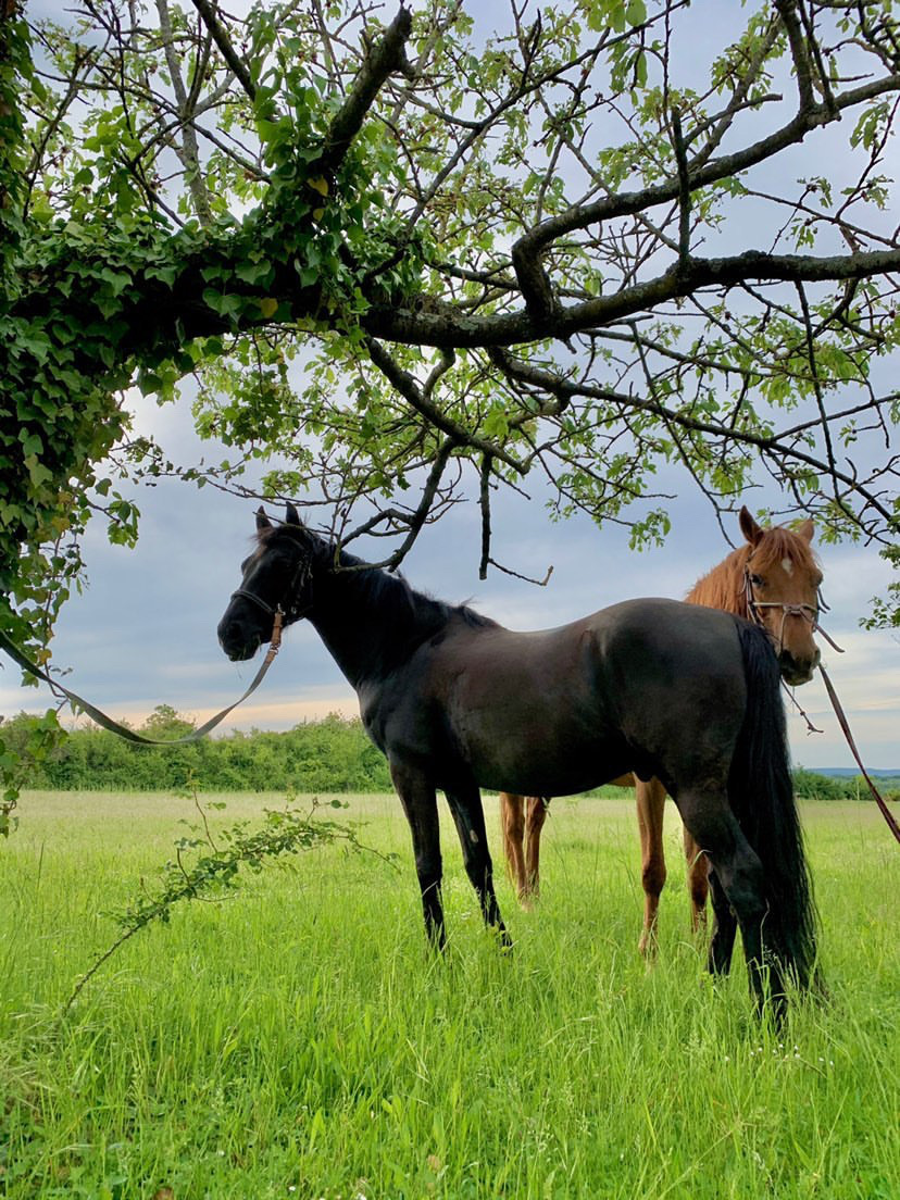 Image de l'annonce EXCEPTIONAL! MORGAN HORSE A VENDRE 3000 EUROS