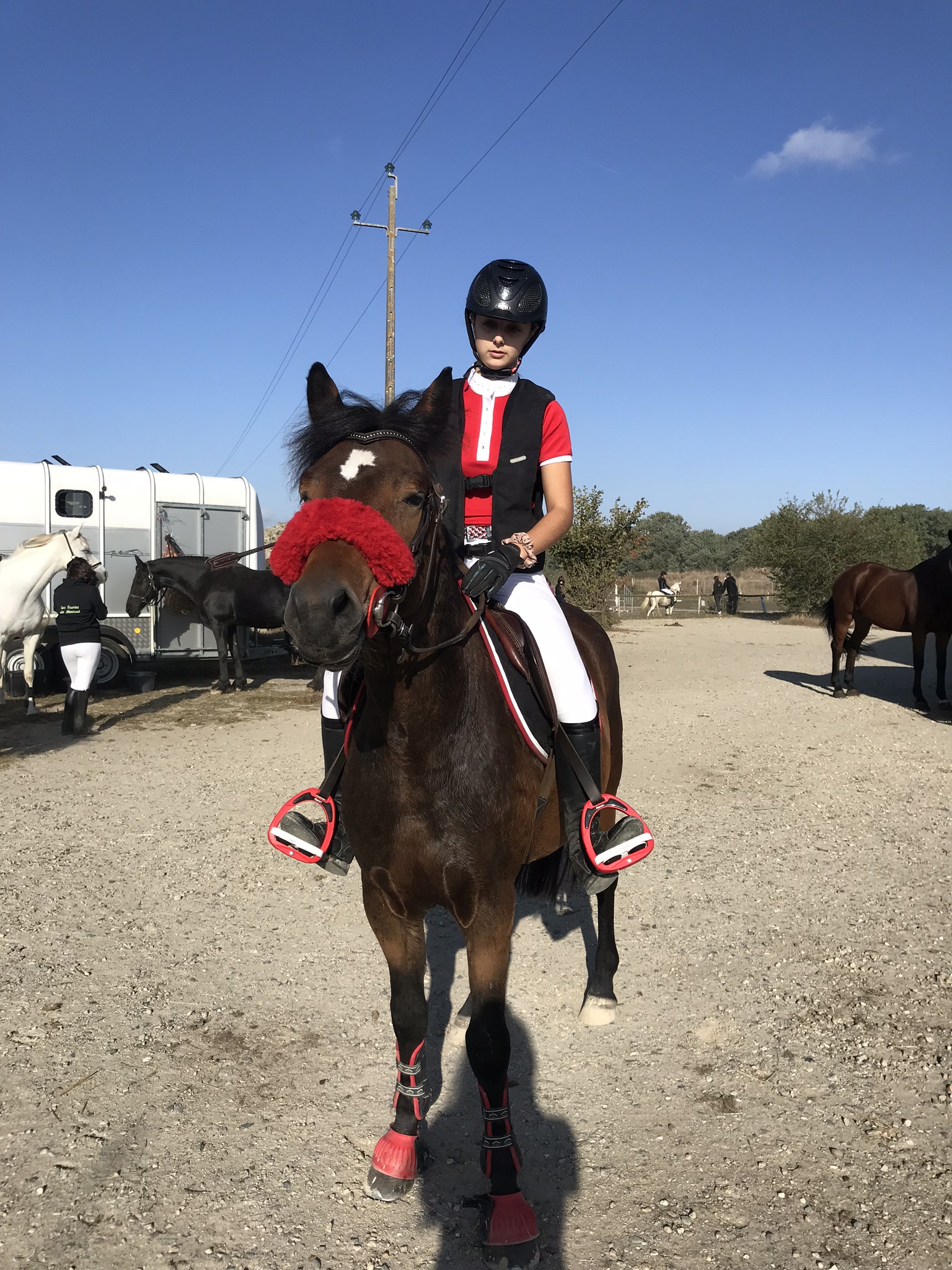 Image de l'annonce A vendre poney sport new Forest PP