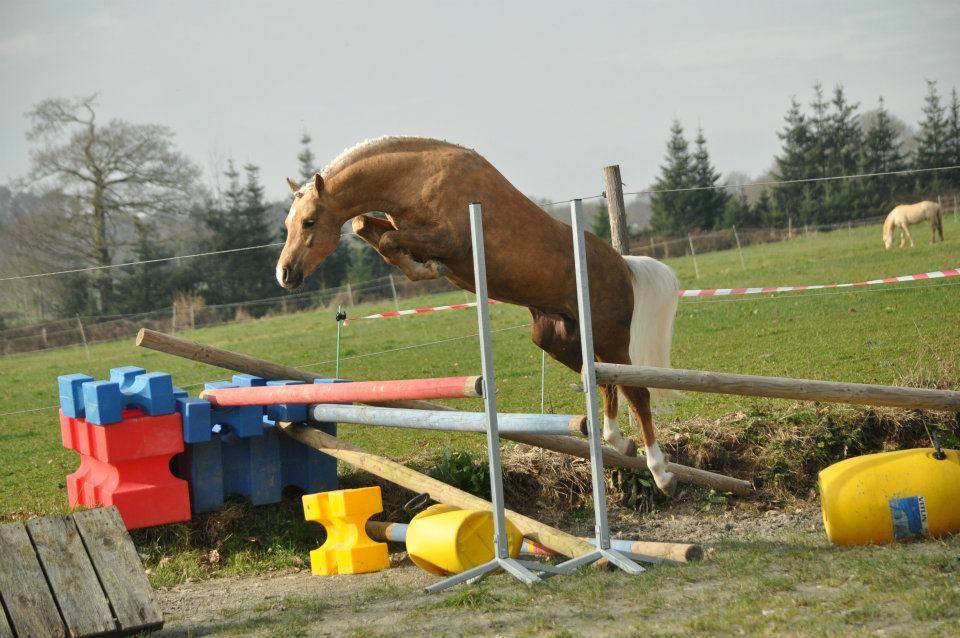 Image de l'annonce Berrington Fredrick Etalon Welsh B palomino