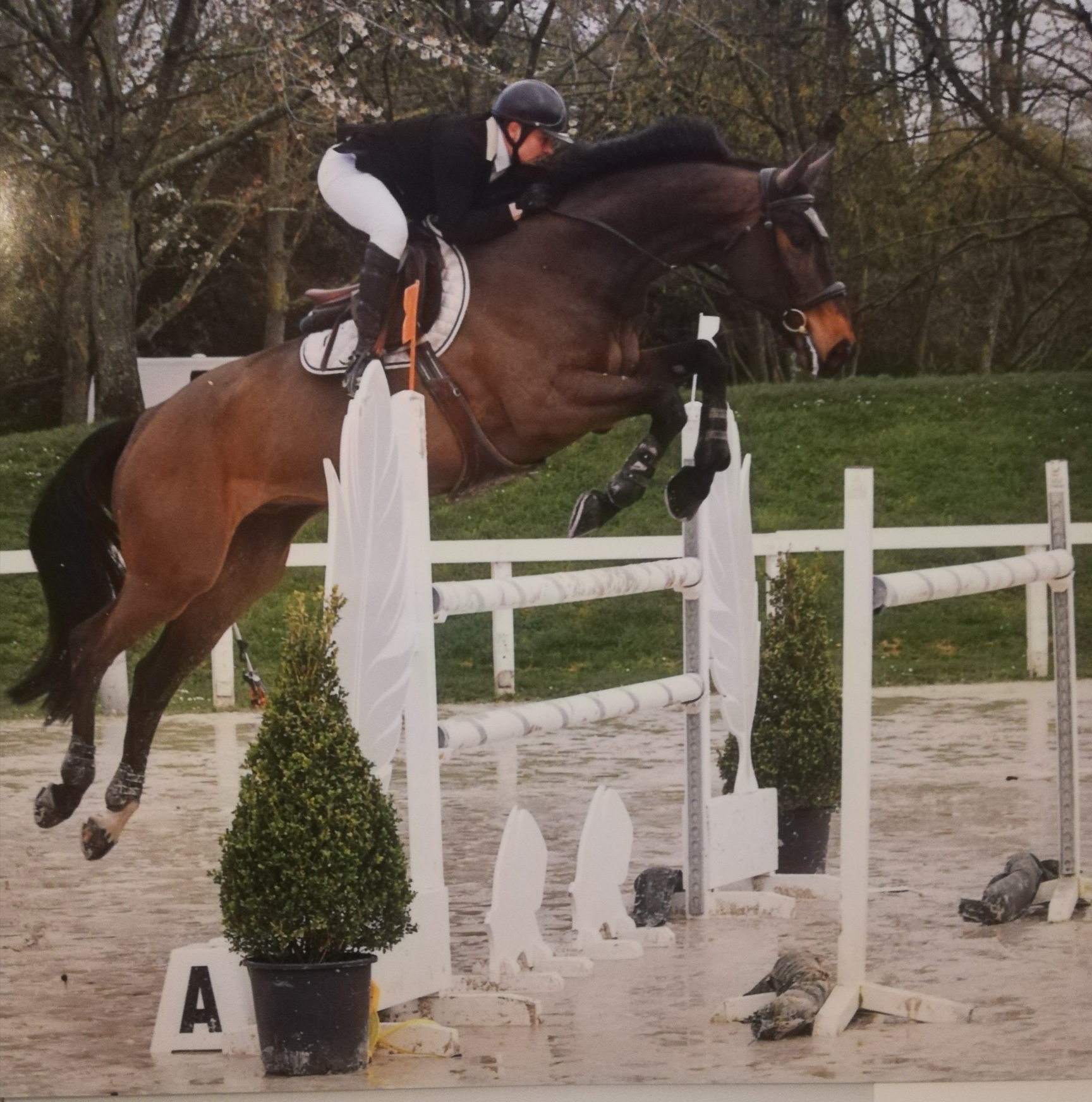 Image de l'annonce Cheval CSO 1m30-1m35