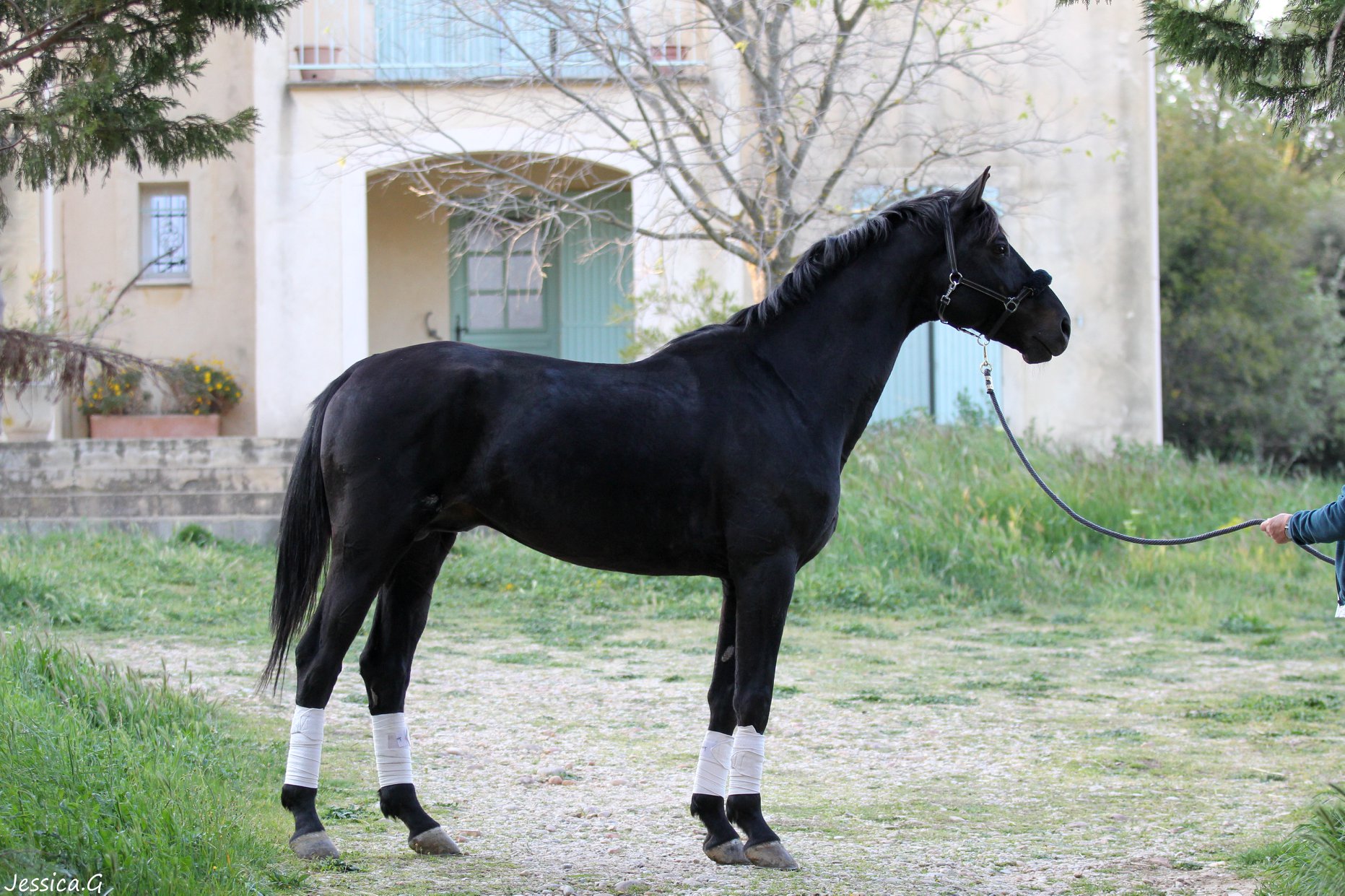 Image de l'annonce cheval dressage