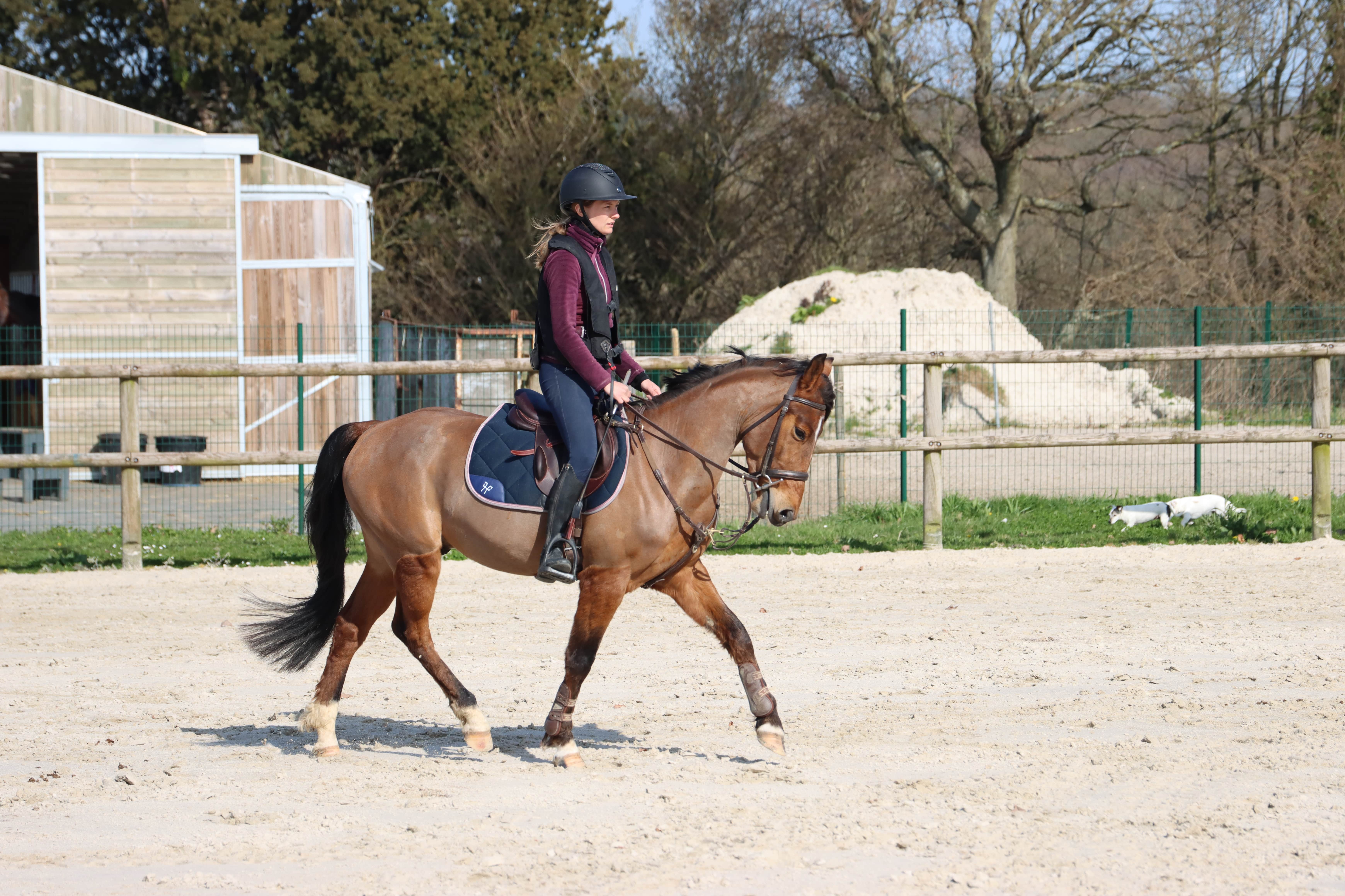 Image de l'annonce Poney de sport petit D
